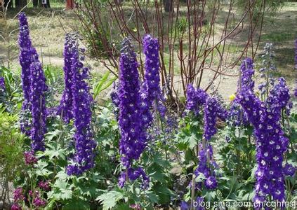 常见有毒花卉 常见有毒花卉 23种常见有毒花卉，为了家人收藏