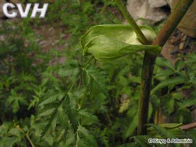 广东钓乌头鱼秘方 白芷乌头散治头痛秘方