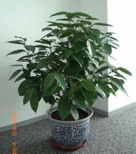 元宝树适合放家里吗 元宝树盆景