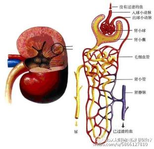 脾肺两虚 心肝火旺 【一点资讯】心、肝、脾、肺、肾逐个说, 中医精华都在这