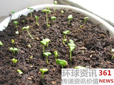 满天星种植需要泡种子 满天星种子种植方法