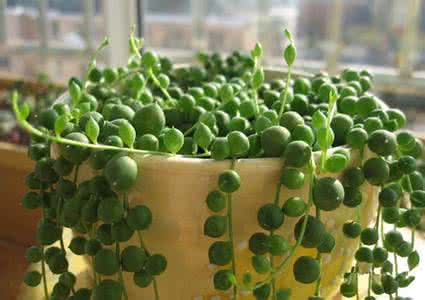 佛珠吊兰多少钱一盆 佛珠吊兰