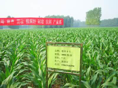 夏玉米高产栽培技术 玉米高产高效栽培模式 扶风县夏玉米生产现状及高产高效简化栽培技术途径