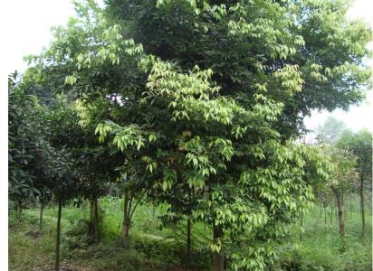 天竺桂最新价格 天竺桂最新价格 天竺桂是什么植物 天竺桂的价格是多少