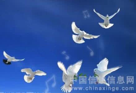 鸽子吐食怎么办 鸽子早上吐食怎么办?