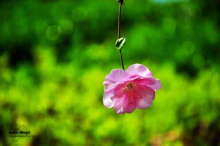 花开一季 人活一世 一生花开为一人 待一季花开,等一人归来