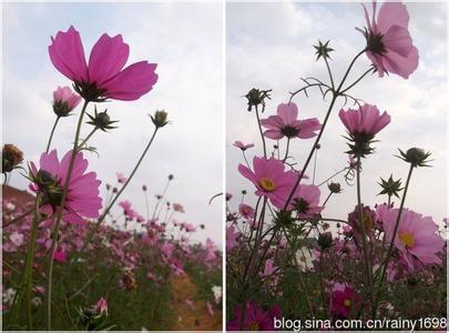 格桑花花语 格桑花花语 为大家解密格桑花花语以及格桑花的基本特性