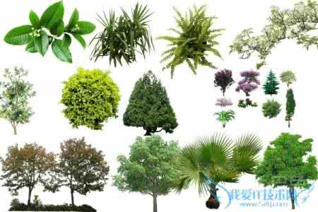 简笔画大全花草树木 花草树木图片 【花草种植技术】如何保护花草树木不受伤害