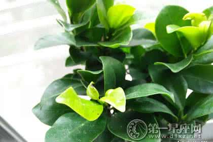 家里植物风水 家里养什么植物好？家里养什么花风水好？