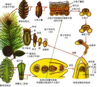 裸子植物有哪些 被子植物和裸子植物的区别