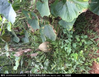 干南瓜藤能排胆结石吗 南瓜藤是否可以排石