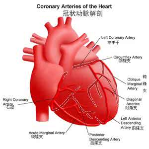 冠状动脉的解剖图 冠状动脉解剖