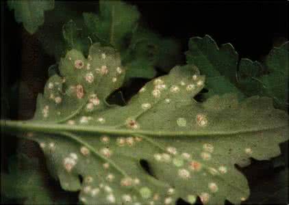 红松孢锈病 梯牧草单孢锈菌锈病