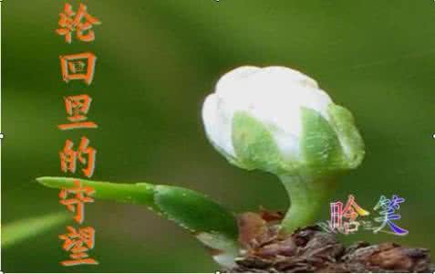 轮回转世中国真实事例 花事已过，守望，轮回