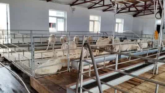 肉羊养殖技术 肉羊养殖技术上的创新