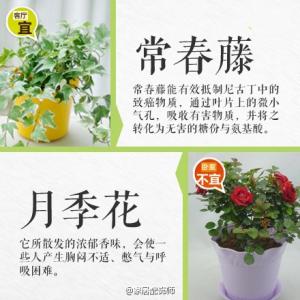 办公室绿植摆放效果图 绿植摆放指南