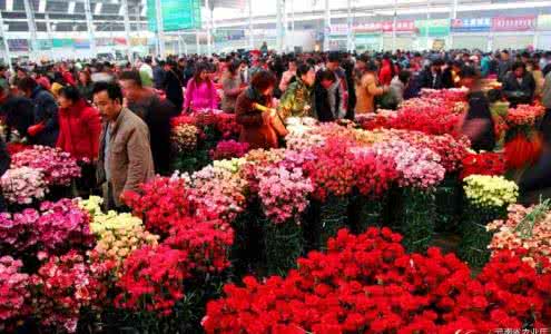 云南花卉批发市场 云南花卉市场 云南花卉市场批发报价是多少