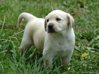 领养拉布拉多犬 领养拉布拉多犬 【拉布拉多犬好养吗】养拉布拉多简单吗