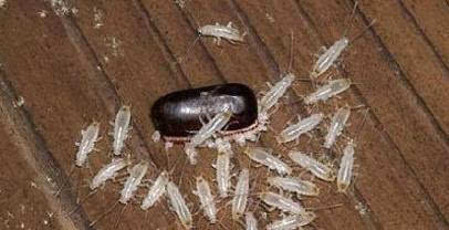 矿泉水瓶自制蟑螂陷阱 DIY自製蟑螂陷阱（转）