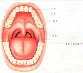 门牙形状 从门牙形状竟能判断他是什么人