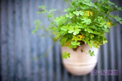 家里植物摆放风水 植物风水：门口适宜摆放的植物_第一星座网
