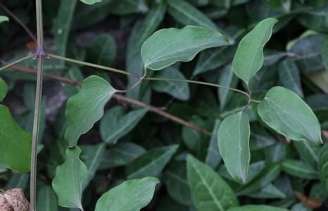 威灵仙 慢性咽炎 威灵仙不仅能治痔疮 还能治疗慢性咽炎和 面神经麻痹