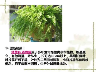 100种室内植物的习性及栽培