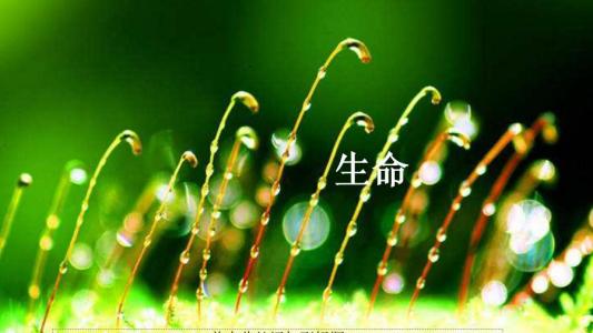 我欣赏这样的生命600 生命值得我们欣赏