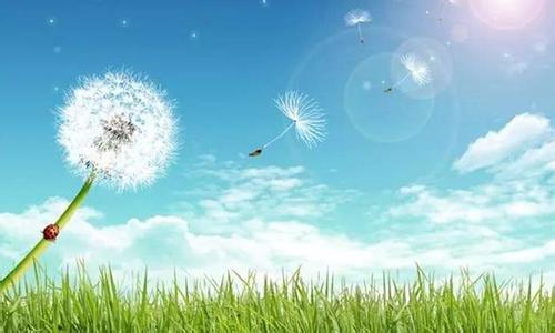 蒲公英一句话语录 25条一句话经典人生感悟:人生就像蒲公英,看似自由,却身不由己