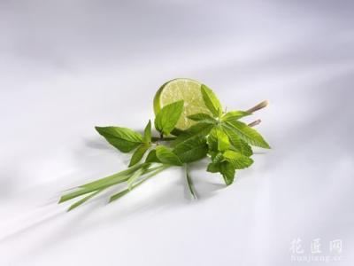 马鞭草的功效与作用 柠檬马鞭草功效以及作用