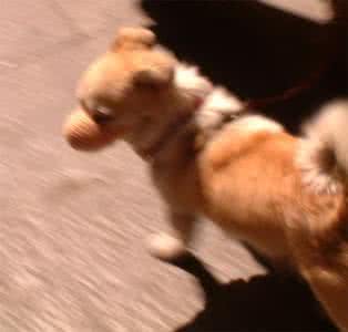 狗狗乱叫戴口罩有用吗 让狗狗散步要不要戴口罩