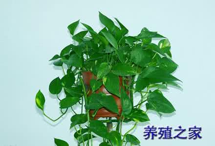红掌养殖注意事项 绿萝 红掌的养殖方法和注意事项有哪些
