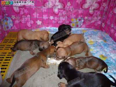 幼犬体外驱虫 幼犬驱虫 怎么给幼犬做体内外的驱虫,不要临时抱佛脚,要防患于未然