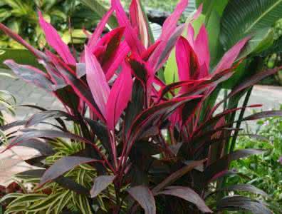 红叶朱蕉的风水作用 朱蕉的花语是什么
