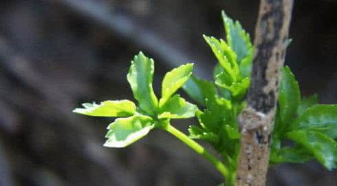 生命之树常青的理解 生命之理解