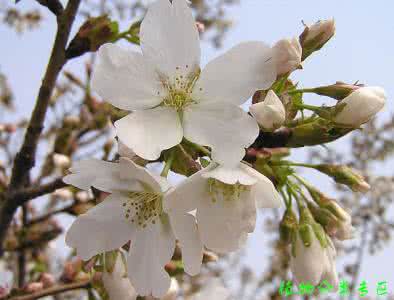 什么花的花语是纯洁 山樱花的花语:纯洁、高尚、淡薄