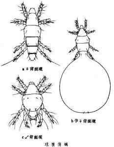 蒲螨 蒲螨属