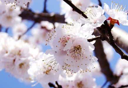 北京春游好去处 周末春游看青城周围的好去处