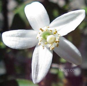 好养的花草室内植物 小身材超能量 8种花草植物的神奇护肤功效