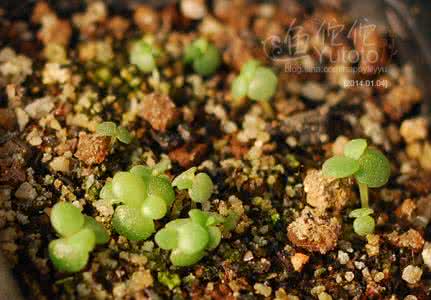 多肉植物的园艺 【园艺】2013冬多肉植物播记录