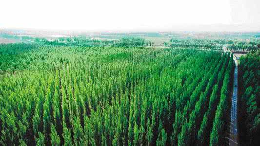 防护林可以砍伐吗 防护林