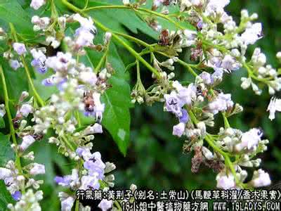 马鞭草的功效与作用 马鞭草的功效与作用 黄荆子(马鞭草科灌/乔木果实)_黄荆子的功效与作用