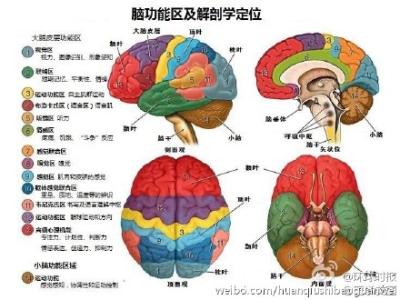 电脑读图慢 读图：脑的功能区及定位
