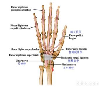 手部桡神经浅支解剖图 手部解剖图谱