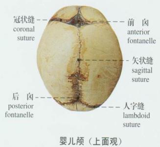 扁颅鼠兔 狭颅鼠兔