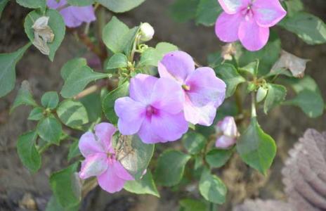 非洲凤仙花图片 非洲凤仙花有毒吗