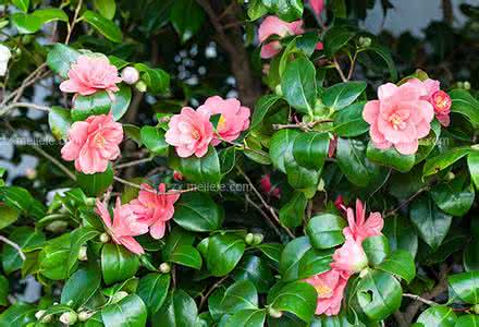 山茶花的养殖方法 山茶花的养殖方法 山茶花怎样养殖