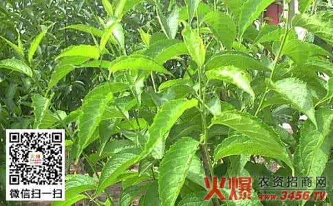 杜仲的作用与功效 杜仲的作用与功效 杜仲的功效与作用高参考价值