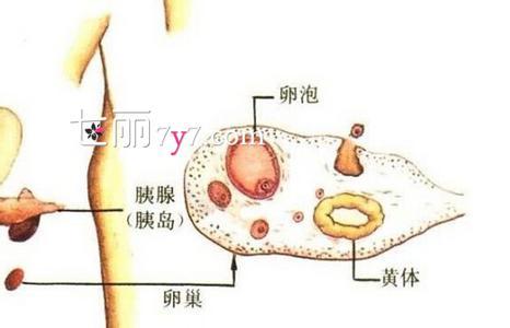 排卵期同房后怀孕征兆 排卵期为什么没怀孕