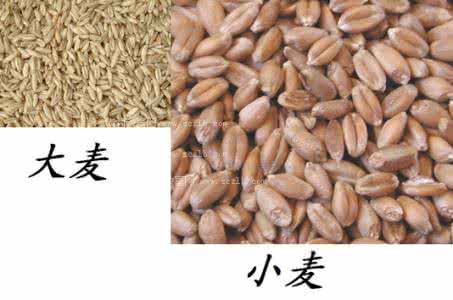 大麦和小麦的区别图片 大麦和小麦有什么区别